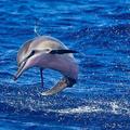 飛旋海豚