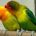鸚鵡夫婦