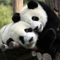 熊貓夫婦