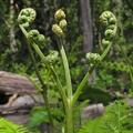 日本有兩種蕨菜最常見, (1) zenmai (薇), 英名 fiddleheads of flowering fern, 學名 Osmunda japonica; (2) kogomi (コゴミ), 英名 ostrich fern, 學名 Matteuccia struthiopteris