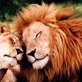 獅子夫婦