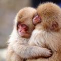 猴子夫婦