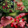 美國高叢蔓越莓 (American highbush cranberries) 的葉子入秋會轉紅
