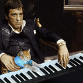 貓咪鋼琴師