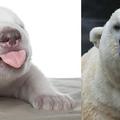 北極熊(舌頭)
