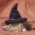 戴巫婆帽的小貓咪
