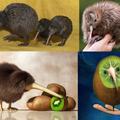 紐西蘭的國鳥, 沒有翅膀 (退化), 正名奇威鳥, 又名鷸鴕, 俗名奇異鳥, 叫聲像kiiiii--wiiii, 故名 kiwi.  特色: 很醜, 很懶 (一天睡20小時以上), 很長壽 (30年), 無翼.