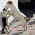 one of the 2013 best animal photos.  Jack Russell Terrier
After his boisterous antics went a step too far, 3-month-old Jack Russell puppy Jackie is disciplined by his mother Morha in Devon, UK.