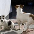 one of the 2013 best animal photos. Jack Russell Terrier After his boisterous antics went a step too far, 3-month-old Jack Russell puppy Jackie is disciplined by his mother Morha in Devon, UK.