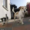 one of the 2013 best animal photos. Jack Russell Terrier After his boisterous antics went a step too far, 3-month-old Jack Russell puppy Jackie is disciplined by his mother Morha in Devon, UK.
