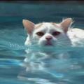 原生於土耳其安那托利亞高原東部的Lake Van. the Turkish Van/the swimming cat 半長毛，毛色分佈叫Van pattern，琥珀色或藍色眼眸，雙瞳顏色不一者更為珍稀，個性活潑溫馴，能游泳。