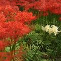 白色彼岸花 Lycoris albiflora，white spider lily，日本人稱白花曼殊沙華．有人說，曼珠沙華原來都是白色，吸收亡靈之氣後就變成紅色