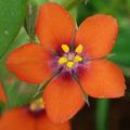 scarlet pimpernel