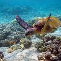 green sea turtle，又稱綠海龜，是海龜屬下的唯一一種。必須回到出生地上產卵 動物界/脊索動物門/爬蟲綱/龜鱉目/海龜科海龜屬/綠蠵龜種Chelonia mydas