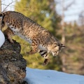 食肉目/貓科/貓亞科/猞猁屬 (Lynx)之下的四個種之一:短尾貓（Lynx rufus）：體型最小的猞猁, 就是bobcat 啦