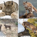 貓科/貓亞科/猞猁屬 (Lynx), 下分四種: 歐亞猞猁（Lynx lynx）最常見, 加拿大猞猁（Lynx canadensis）, 南歐猞猁（Lynx pardinus）或伊比利亞猞猁, 短尾貓（Lynx rufus）bobcat