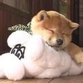 日本介紹日本風情節目 "和風總本家" 的節目招牌犬, 叫豆助, 品種為豆柴 (迷你柴犬)