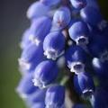 muscari grape hyacinth
「植物界被子植物門單子葉植物綱天門冬目天門冬科風信子亞科葡萄風信子屬葡萄風信子種」，學名是Muscari botryoides