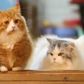 韓國tvN實境節目《一日三餐-漁村篇3》尹均相的貓灰波斯Kong與曼切堪貓Mong.