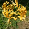 黃花彼岸花（金花石蒜）學名 Lycoris aurea，英文 golden spider lily，中國稱之龍爪花 嚴重瀕臨絕滅