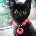 黑貓露西(露)