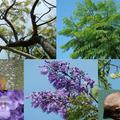 藍花楹 jacaranda (唇形目Lamiales/紫葳科 Bignoniaceae/藍花楹屬 Jacaranda/藍花楹種Jacaranda mimosifolia)