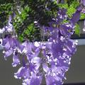 藍花楹 jacaranda (唇形目Lamiales/紫葳科 Bignoniaceae/藍花楹屬 Jacaranda/藍花楹種Jacaranda mimosifolia) 