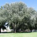 又叫銀白楊（silver poplar），學名是 Populus alba，「植物界被子植物門雙子葉植物綱金虎尾目楊柳科楊屬銀白楊種」。原生北非摩洛哥、伊比利半島、中歐、中亞  花語是「時間」（time）。