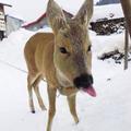 或「麅子」中國狍、中國東北狍/the Siberian roe deer, eastern roe deer/Capreolus pygargus/動物界-脊索動物門-哺乳綱-偶蹄目-反芻亞目-鹿科-狍亞科-狍屬-東方狍種-中國狍亞種 