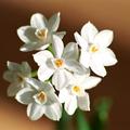 天門冬目石蒜科水仙屬（學名：Narcissus），多年生單子葉草本植物，球狀鱗莖　白水仙（Narcissus papyraceus） paperwhites
