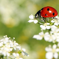瓢蟲 (ladybug )