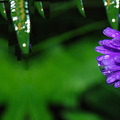 金盞花(紫色沾了露水) 