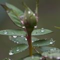 unbloomed red rose buds with morning dewdrops