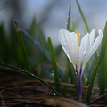 white saffron crocus