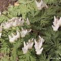 Dutchman's breeches