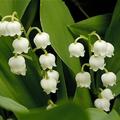 鈴蘭（學名：Convallaria majalis，英文：Lily of the Valley，法文：Muguet de mai），也稱山谷百合、風鈴草、君影草，是鈴蘭屬中的唯一種，味甜，高毒性。