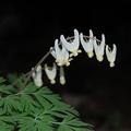 Dutchman's breeches