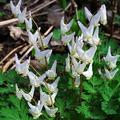 Dutchman's breeches