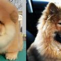 左: 幼犬, 必三角眼  右: 藍舌