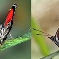 Diaethria neglecta/Diaethria Anna安娜渦蛺蝶 Eighty-Eight Butterfly 或 Anna's Eighty-Eight，中南美洲熱帶雨林