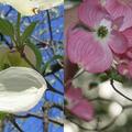 大花四照花: 學名Cornus florida 英名flowering dogwood 葉子到秋天像楓葉一樣變紅．開白色、粉紅色、紅色三種的花 花瓣實為苞片(bracts)