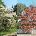 大花四照花 學名Cornus florida 英名flowering dogwood.  右圖並非紅花, 葉子到秋天像楓葉一樣變紅．開白色、粉紅色、紅色三種的花 花瓣實為苞片(bracts)