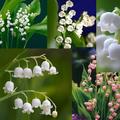 鈴蘭(Lily of the Valley)學名：Convallaria majalis，法文：Muguet de mai），也稱山谷百合、風鈴草、君影草，是鈴蘭屬中的唯一種，味甜，高毒性。有粉紅色與紫色鈴蘭
