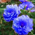 Chinese Rare Blue Peony Flower
希臘神話中的牡丹花（peony）原是一個名叫 Paeon 的醫生。學名 Paeonia suffruticosa，「植物界被子植物門雙子葉植物綱虎耳草目芍藥科芍藥屬牡丹種」，落葉小灌木