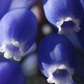 葡萄風信子 
muscari grape hyacinth 「植物界被子植物門單子葉植物綱天門冬目天門冬科風信子亞科葡萄風信子屬葡萄風信子種」，學名是Muscari botryoides