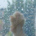 不在雨中的貓