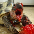 小烏龜吃草莓