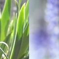 muscari grape hyacinth 「植物界被子植物門單子葉植物綱天門冬目天門冬科風信子亞科葡萄風信子屬葡萄風信子種」，學名是Muscari botryoides