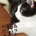 『猫なんかよんでもこない。』） 發行時間：2016/1/30
　原　　作：日本漫畫家杉作（Sugisaku）的《為什麼貓都叫不來》 
　風間俊介（飾演主人翁杉田ミツオ）松岡茉優 鶴野剛士
