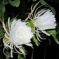 暮顏花又稱夜顏花、月下美人或「夜之女王」（Queen of the Night）學名 Epiphyllum oxypetalum，仙人掌科柱狀仙人掌亞科曇花屬植物，原產於中美洲的墨西哥沙漠